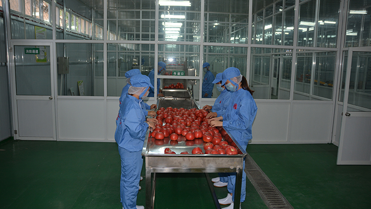 Shanxi Huguan County Jinbairun Agricultural Products Development Co., Ltd. – tomato paste 2